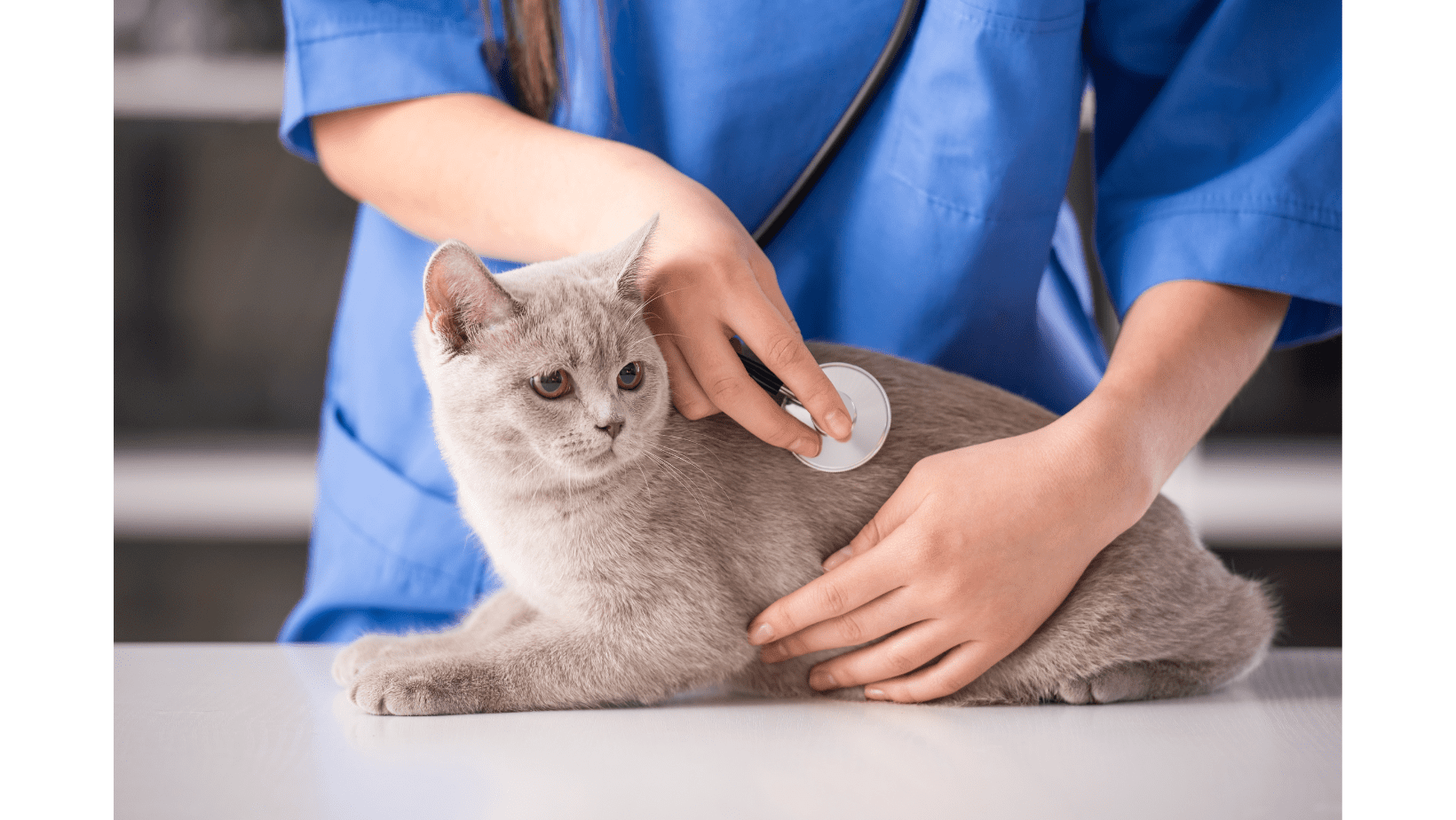 Average Veterinarian salary in South Africa 2022 Rateweb South Africa