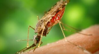 NICD Urges Vigilance as Malaria Season Approaches in South Africa