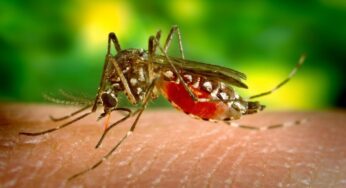 South Africa Battles Malaria Surge