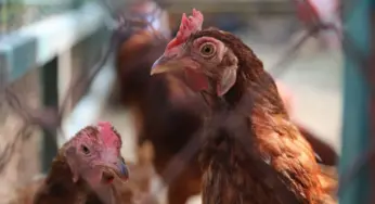Astral Foods Triumphs Over Challenges, Ensuring Uninterrupted Chicken Supply